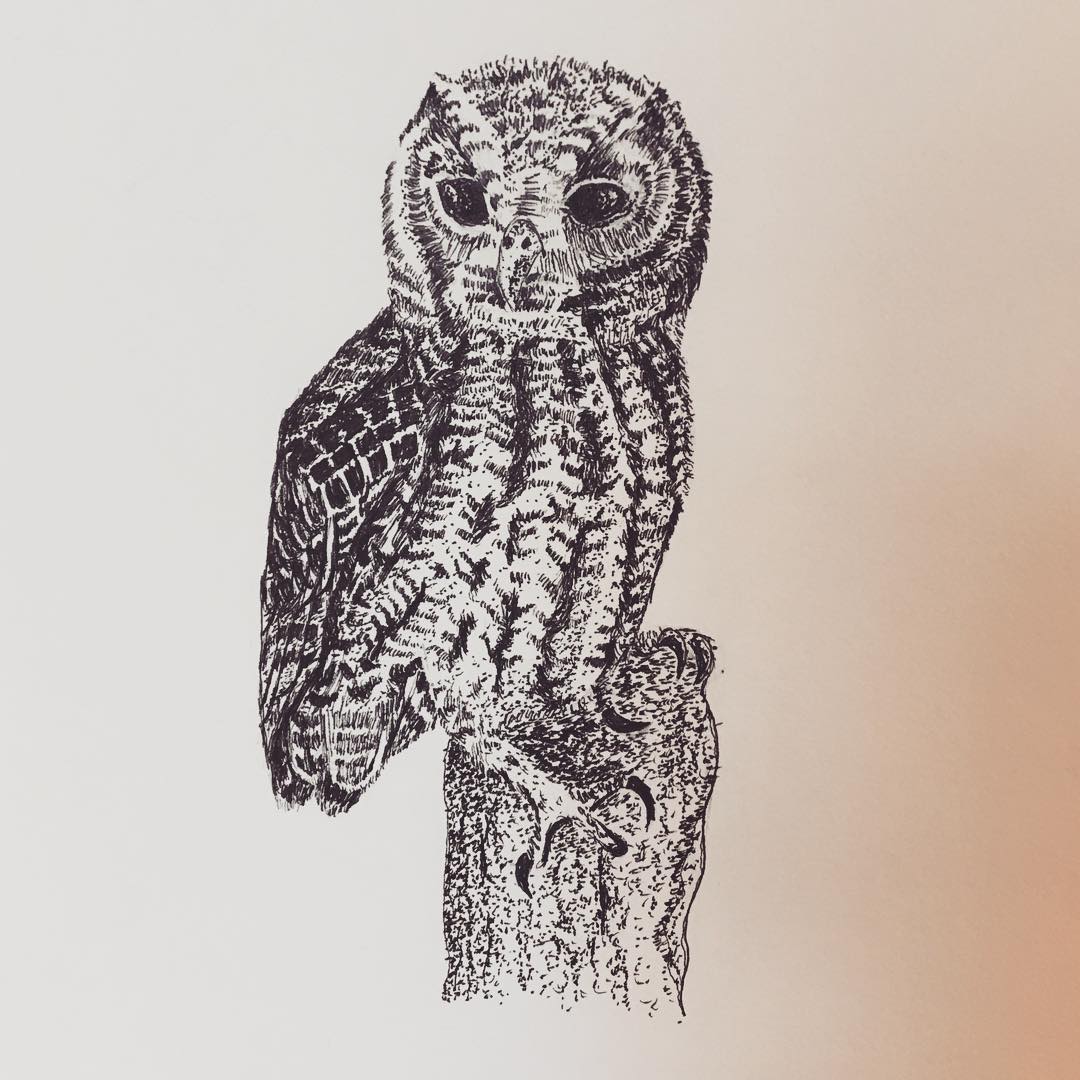 Barn Owl