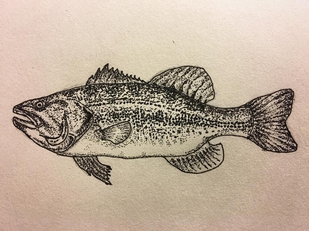 Largemouth Bass