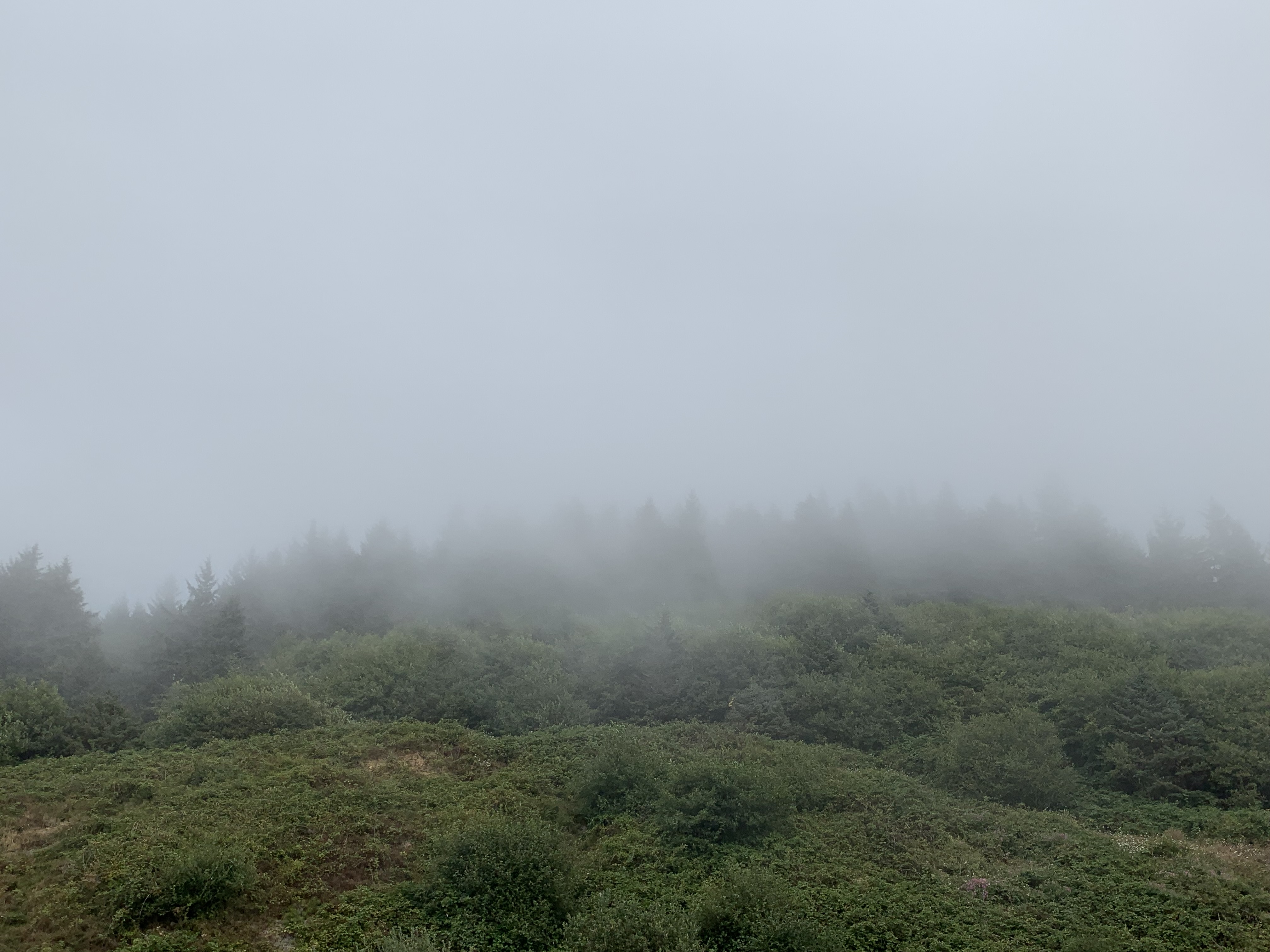 Fog at Mt. Ranier